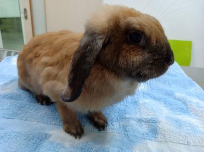 น้องกระต่ายมาตรวจสุขภาพ แต่เจอหลายโรค